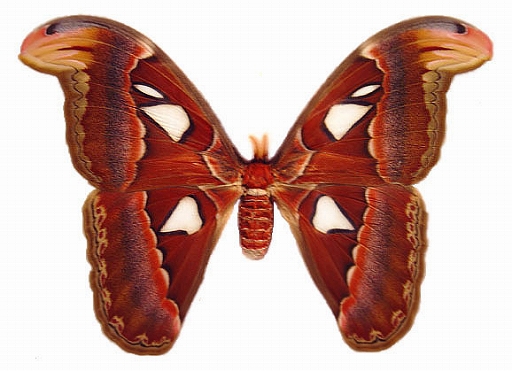 Atlas_moth_female.jpg